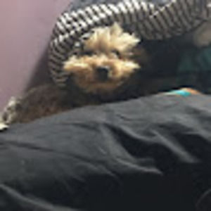 Meet your Posher, Ann